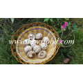 Tallo de Shiitake de flor blanca deshidratada gran corte de tallo grande